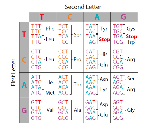 Figure 1: DNA codon code